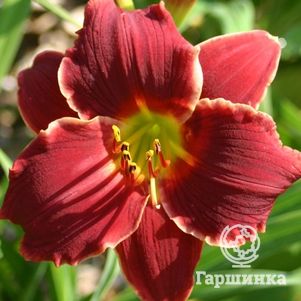 Лилейник Покет Чейндж
Лилейник Покет Чейндж