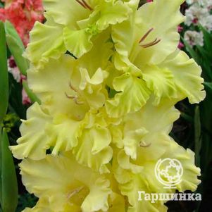 Гладиолус Лучистая зелень
Гладиолус Лучистая зелень