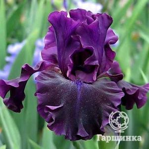 Ирис бородатый Найт Оул
Ирис бородатый Найт Оул