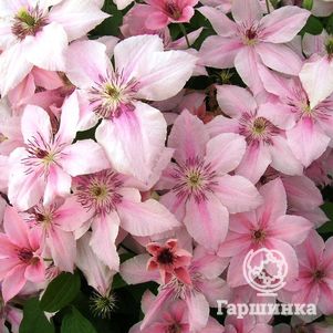 Клематис Пинк Фэнтези крупноцветковый (3)
Клематис Пинк Фэнтези крупноцветковый (3)