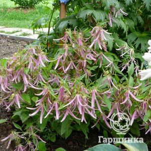 Колокольчик Пинк Октопус такесимский
Колокольчик Пинк Октопус такесимский