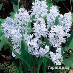 Пушкиния Либанотика 10 шт
Пушкиния Либанотика 10 шт