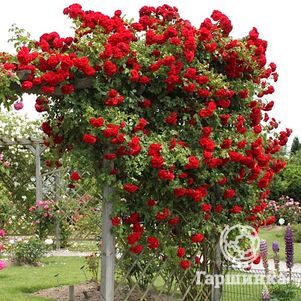 Роза Амадеус плетистая, Топалович (лиц)
Роза Амадеус плетистая, Топалович (лиц)