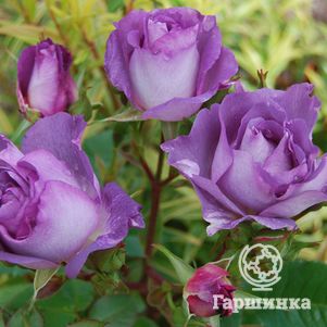 Роза Блу Фо Ю флорибунда, Ворнер (лиц)
Роза Блу Фо Ю флорибунда, Ворнер (лиц)