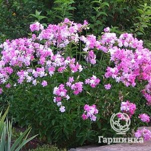 Мыльнянка лекарственная Розеа Плена
Мыльнянка лекарственная Розеа Плена