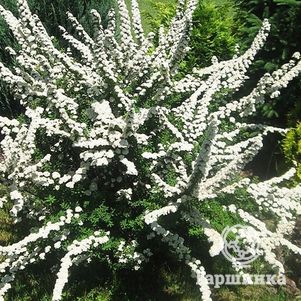 Спирея ниппонская Сноумаунд
Спирея ниппонская Сноумаунд