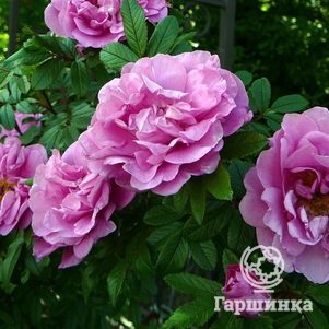 Роза Васагейминг канадская парковая (лиц)
Роза Васагейминг канадская парковая (лиц)