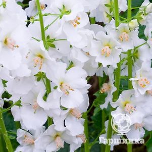 Вербаскум (коровяк) Флаш оф Уайт
Вербаскум (коровяк) Флаш оф Уайт