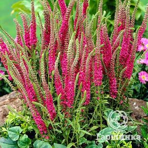 Вероника колосистая Ротфукс
Вероника колосистая Ротфукс