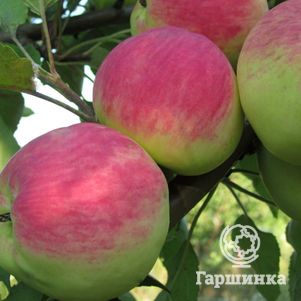 Яблоня Мантет
Яблоня Мантет