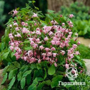 Горянка пышная Розеум
Горянка пышная Розеум