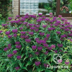 Монарда Скорпион
Монарда Скорпион