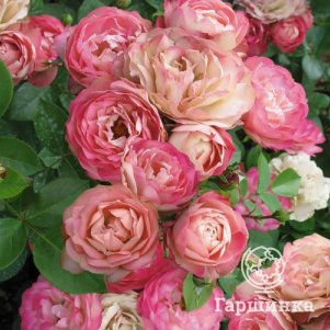 Роза Акрополис флорибунда, Топалович (лиц)
Роза Акрополис флорибунда, Топалович (лиц)