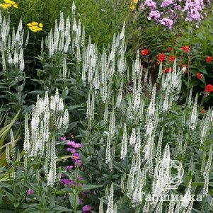 Вероника длиннолистная Антарктика
Вероника длиннолистная Антарктика