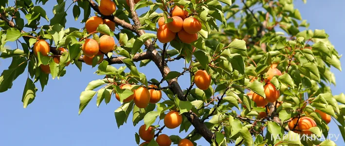 Подвои для абрикоса: виды, особенности и правильный выбор для сада