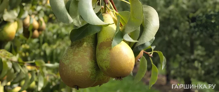 Подвои для груши: какие бывают и как выбрать