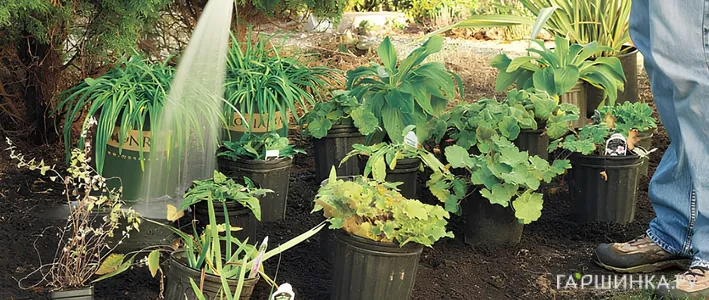 Как сохранить саженцы многолетников до посадки: подробное руководство