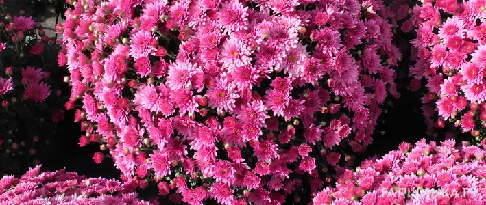 Хризантема мультифлора: выращивание, сорта и уход в открытом грунте