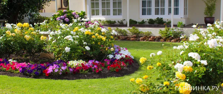 Виды роз: какие бывают и чем отличаются основные группы