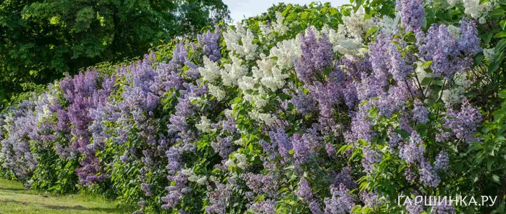 Сирень после цветения: уход, обрезка и лучшие сорта для средней полосы