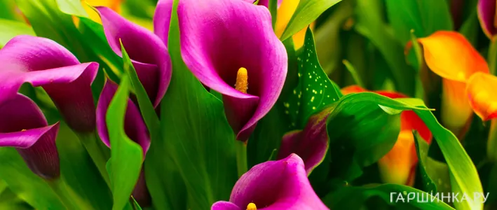 Каллы в саду: посадка, выращивание и уход