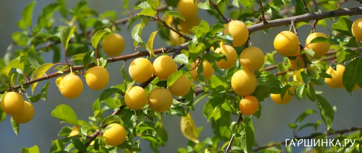 Опылители для алычи: таблица совместимости сортов