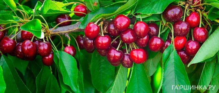 Подвои для вишни и черешни: как выбрать основу для стабильного урожая