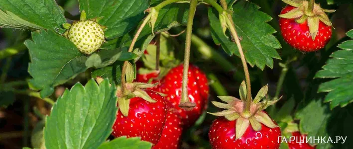 Весенняя посадка клубники и секреты раннего урожая: пошаговое руководство