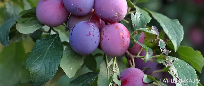 Подвои для сливы: какие бывают и как подобрать для участка