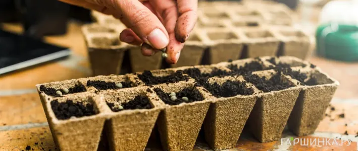 Что сеять на рассаду в феврале: разбор культур, сроков и условий