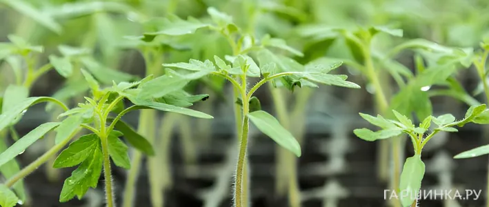 Что посеять в марте на рассаду: подробный гид по овощам и цветам