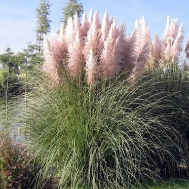 Злаки и декоративные травы