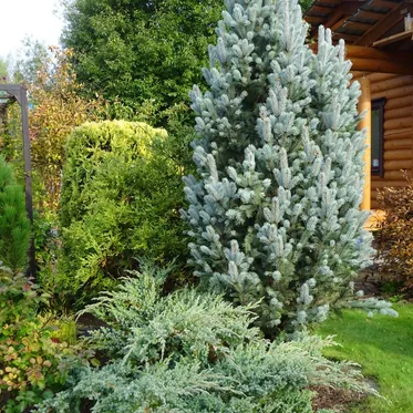 Хвойные растения