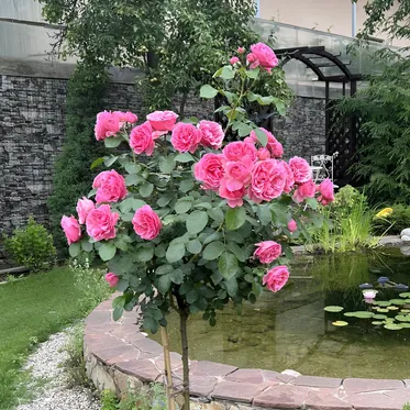 Растения на штамбе