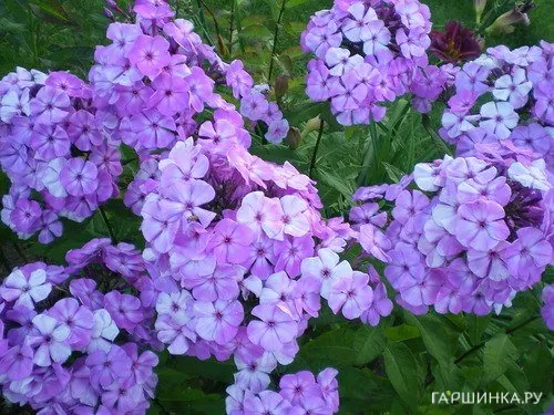 Флокс Моя любовь, моя отрада