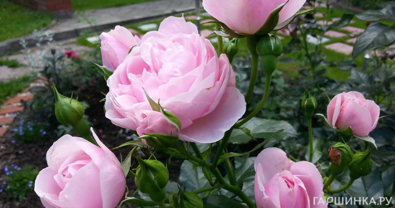 Роза Ханс Геневайн Роуз флорибунда, Тантау (лиц)