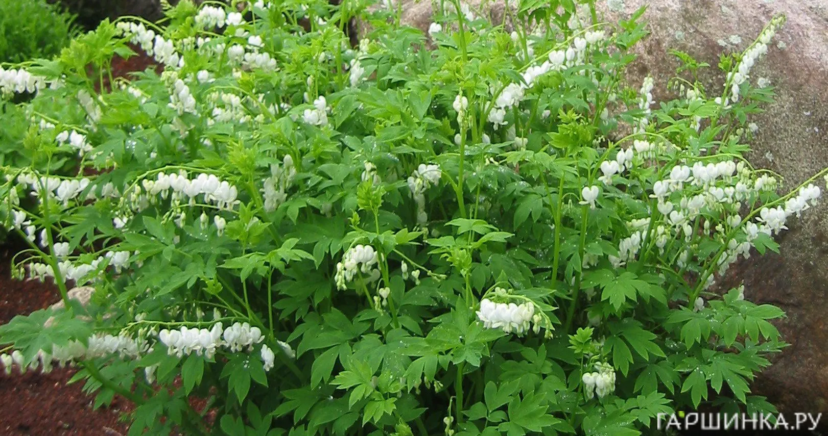 Дицентра Спектабилис Альба