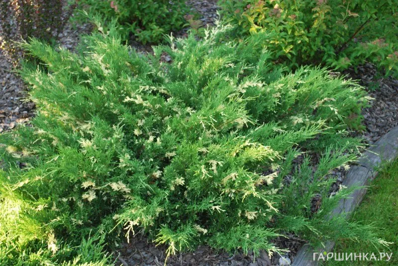 Можжевельник горизонтальный Андорра Вариегата