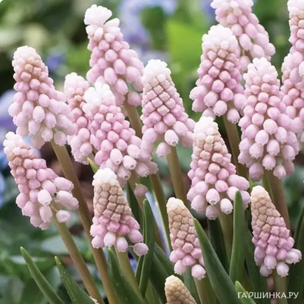 Мускари Пинк Санрайз 3 шт