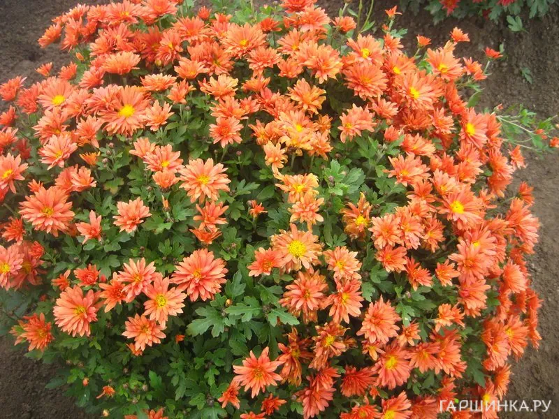 Хризантема мультифлора Бранфортун Оранж