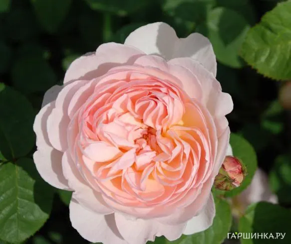 Роза Джентл Гермионе, Д.Остин кустарниковая (лиц)