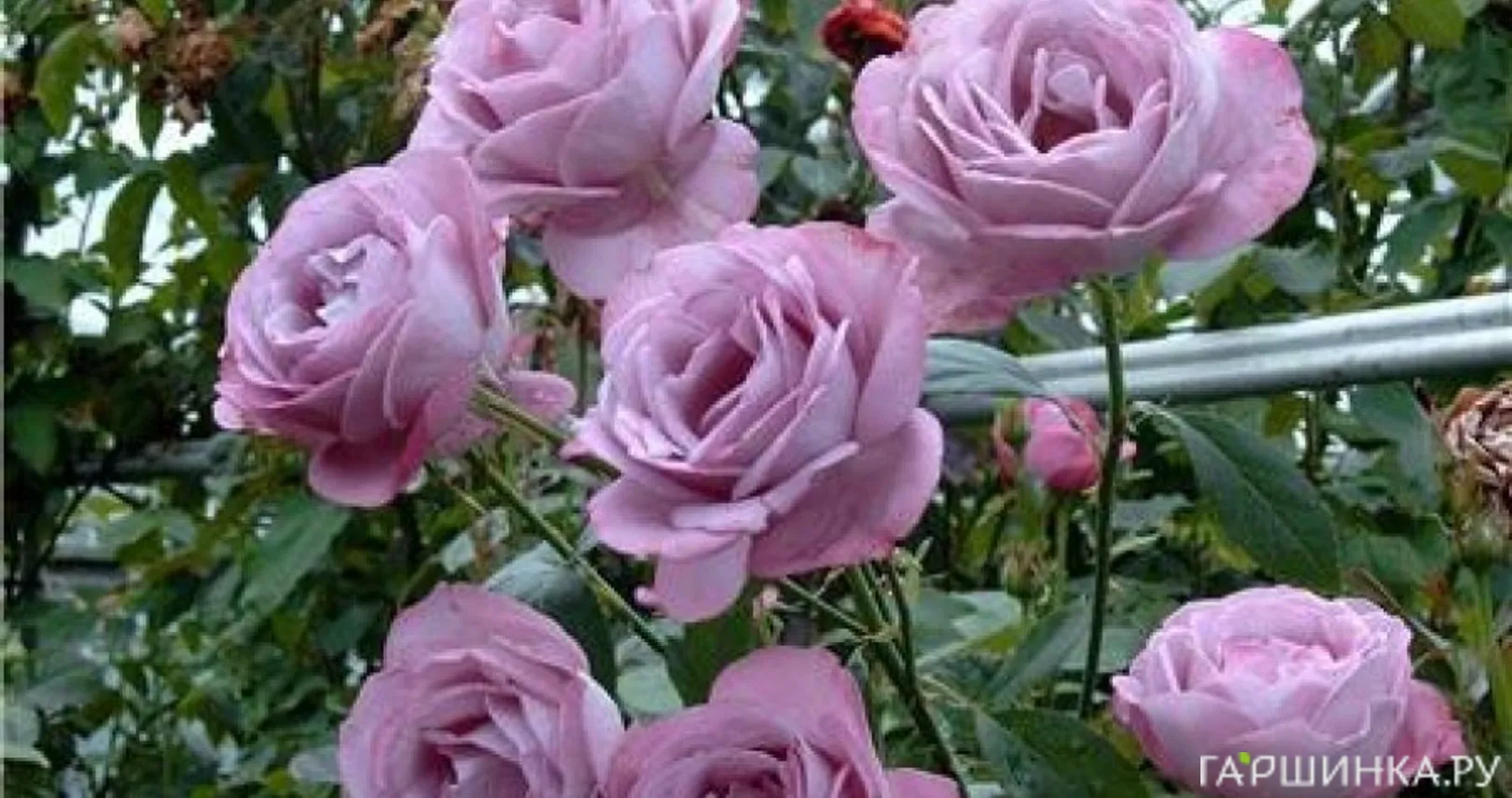 Роза Блу Парфюм флорибунда, Тантау (лиц)