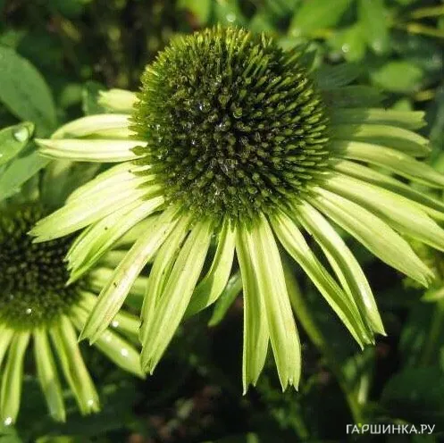 Эхинацея пурпурная Грин Джювэл