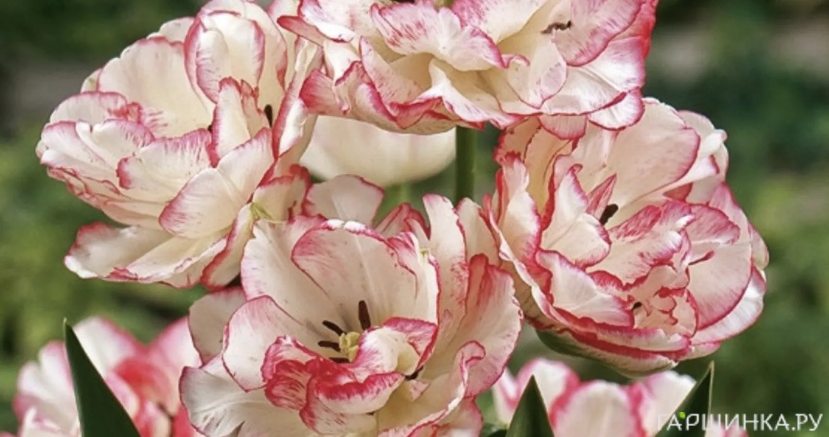 Тюльпан Белисия многоцветковый 4шт