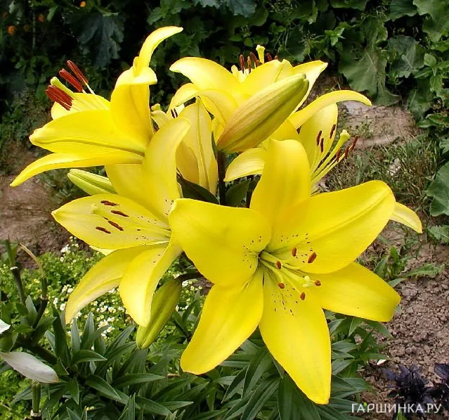 Лилия Кеб Дазл ЛА-гибрид/2шт