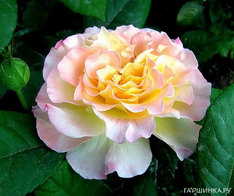 Роза Акварель чайно-гибридная, Тантау (лиц)