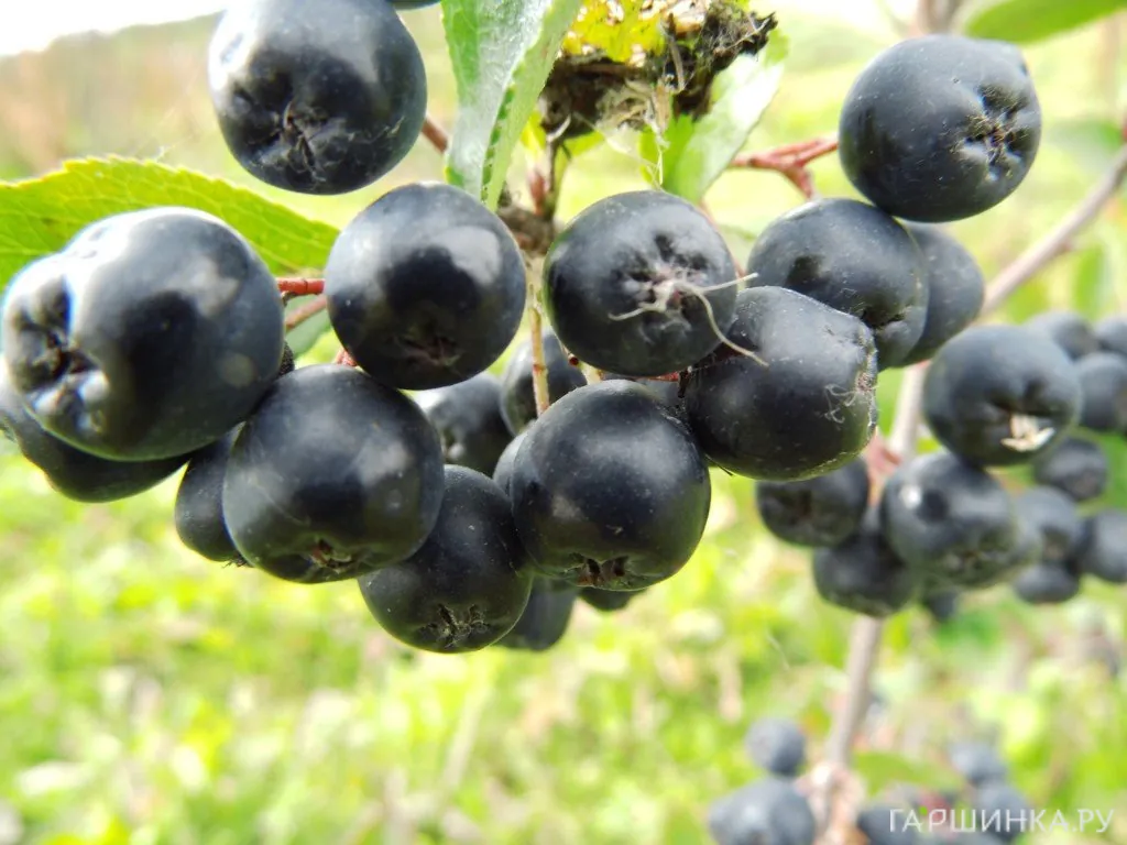 Черноплодная рябина (Арония) Викинг