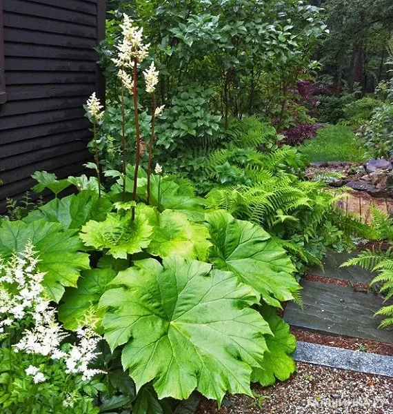 Астильбоидес пластинчатый