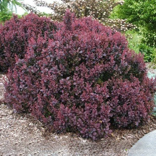 Барбарис Тунберга Конкорд