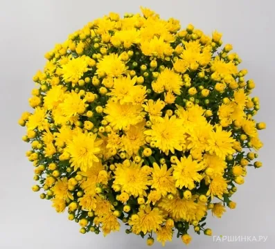 Хризантема мультифлора Бранкроун